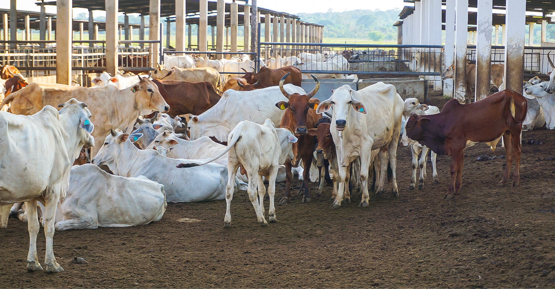 Image descriptive de l'activité : Agropastoral du groupe NOURMONY HOLDING